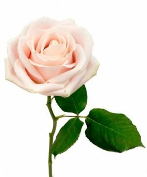 Rina Alunni Necrologio E Condoglianze Su Annunci Funebri