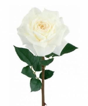 Carlo Battistini Necrologio E Condoglianze Su Annunci Funebri