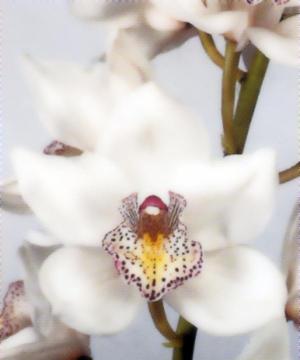 Gianluigi Grampa Necrologio E Condoglianze Su Annunci Funebri